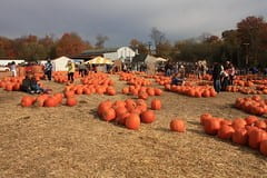 Fall in Westchester - pumpkins in a pumpkin patch you can pick