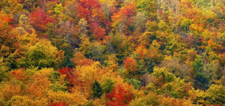 colorful leaves of trees in autumn in Westchester, New York